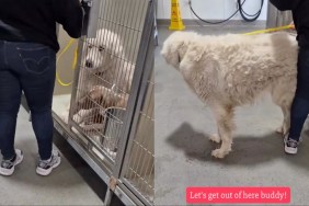 Shelter Dog Feels Safe & Chosen Just as Meant To Be After Kept Promise