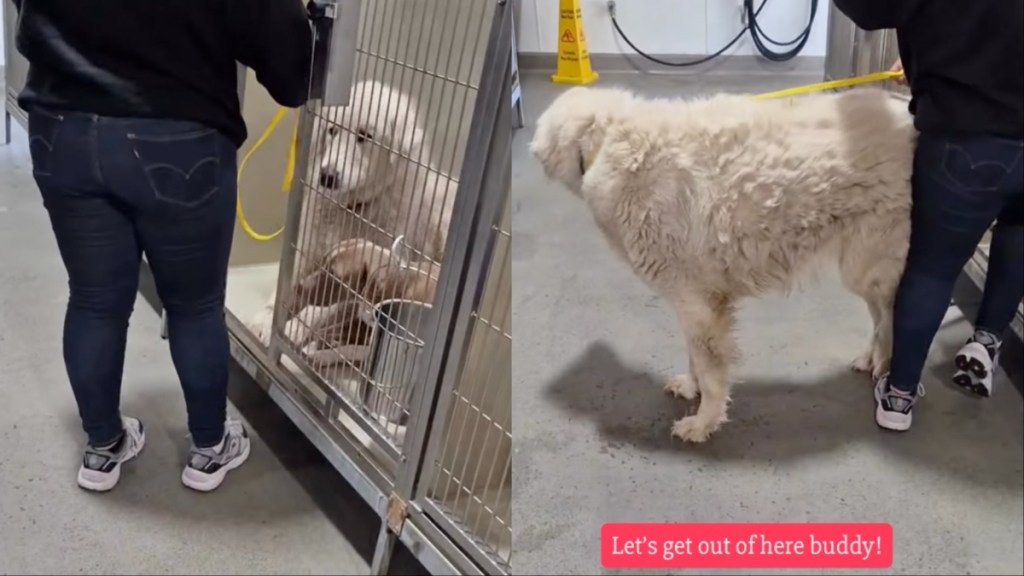 Shelter Dog Feels Safe & Chosen Just as Meant To Be After Kept Promise