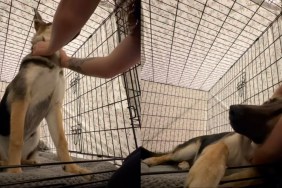 Dog Gets Older but Still Needs Mom’s Scratches Before Bed Like a Pup