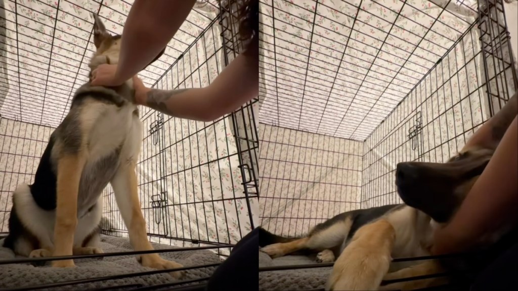 Dog Gets Older but Still Needs Mom’s Scratches Before Bed Like a Pup