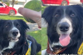 Border Collie’s Reaction Before & After Seeing Ball Goes Viral