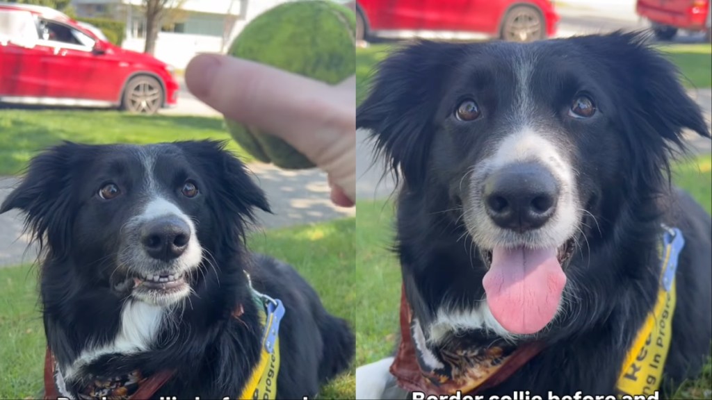 Border Collie’s Reaction Before & After Seeing Ball Goes Viral