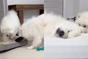 Owner Shows What Life With Two Samoyeds Looks Like
