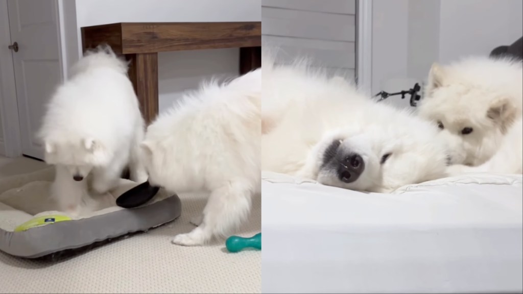 Owner Shows What Life With Two Samoyeds Looks Like