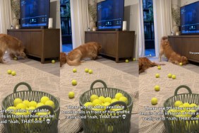 Dog Is After Ball Under Cabinet Despite Having So Many Others