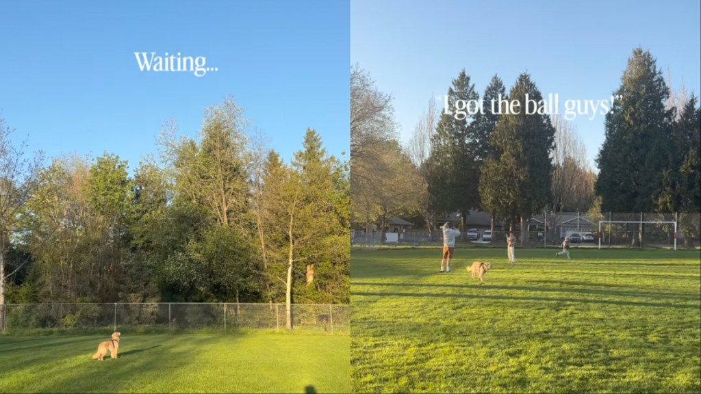 Dog Gets Confused Between Tennis Ball & Moon While Playing