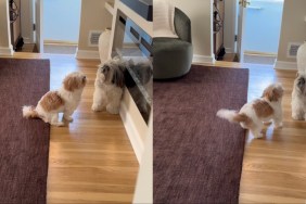 Owner Walks in on Two Shih Tzus Having Intense Conversation