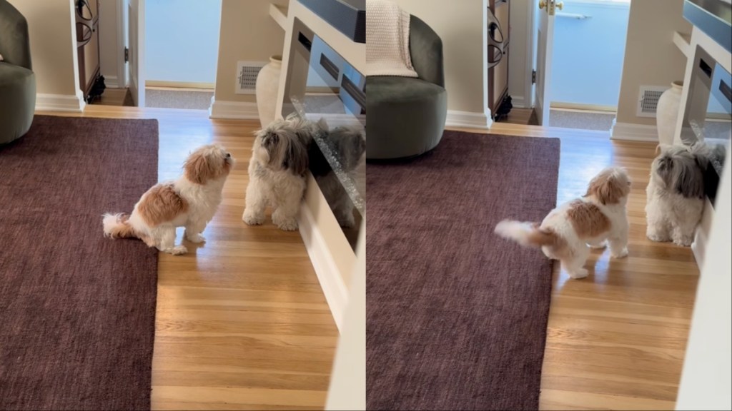 Owner Walks in on Two Shih Tzus Having Intense Conversation