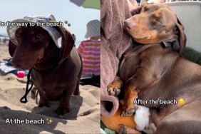 Owner Documents Dachshund Having Successful Day at Beach