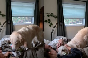 Golden Retriever Greets Mom & Dad With Snuggles in Bed on Birthday Morning