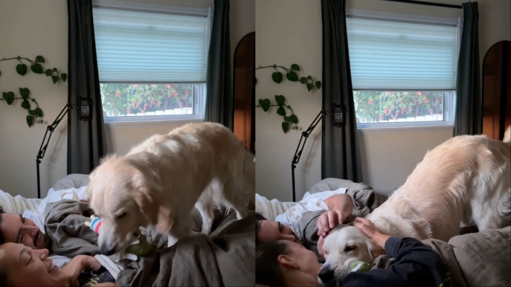 Golden Retriever Greets Mom & Dad With Snuggles in Bed on Birthday Morning