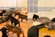 Dog Was Once Abandoned & Left an Orphan, but Now Helps Foster Puppies
