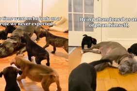 Dog Was Once Abandoned & Left an Orphan, but Now Helps Foster Puppies