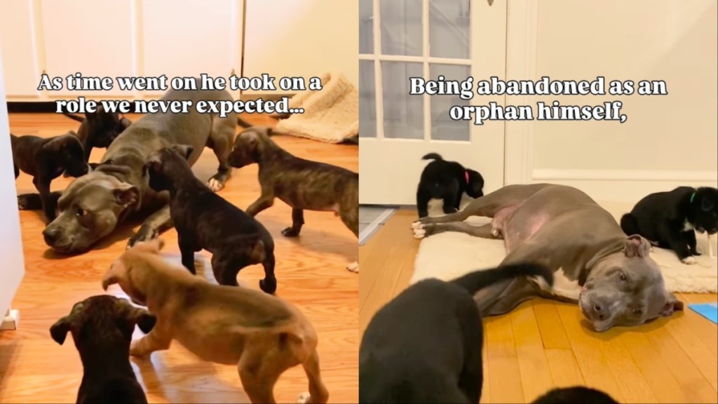 Dog Was Once Abandoned & Left an Orphan, but Now Helps Foster Puppies