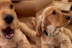 Puppy Rings Bell to Politely Remind Owner of Walk Time