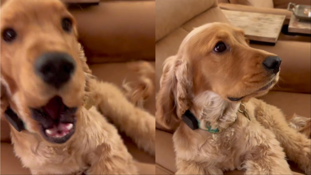 Puppy Rings Bell to Politely Remind Owner of Walk Time