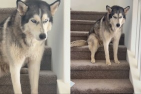 Husky Puts Herself in 'Doggy Jail' for the Love of Drama
