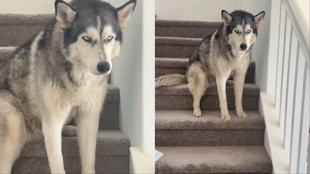 Husky Puts Herself in 'Doggy Jail' for the Love of Drama