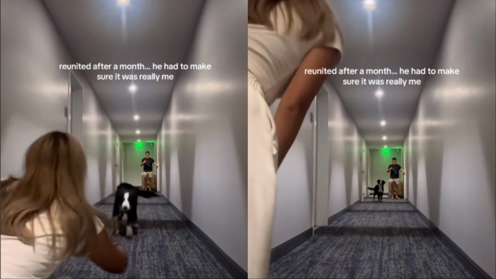 Dog Reunites With Mom After a Month, but Pauses Before Running to Her