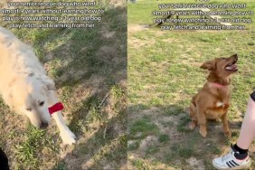 Senior Rescue Dog Goes Years Without Playing, Then Watches & Learns Fetch