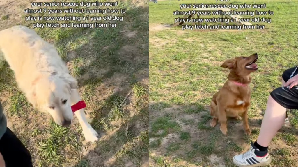 Senior Rescue Dog Goes Years Without Playing, Then Watches & Learns Fetch