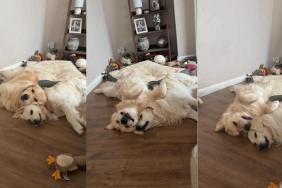 Golden Retrievers Adorably Rest Heads on Top of Each Other
