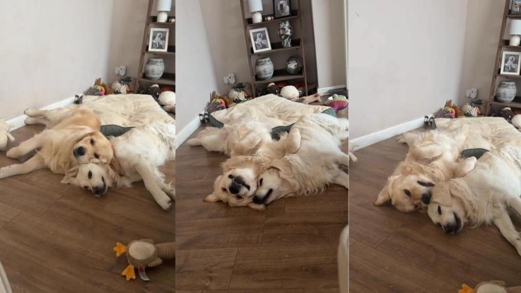 Golden Retrievers Adorably Rest Heads on Top of Each Other