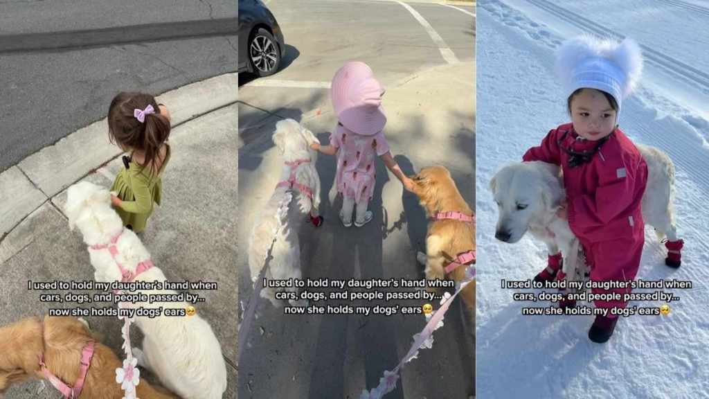 Little Girl Holds Golden Retrievers’ Ears When Someone Passes by for a Reason