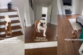 Dog Adorably Leads the Way After Owner Returns Home