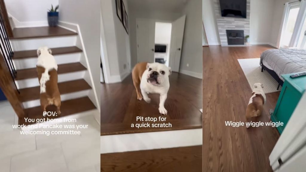Dog Adorably Leads the Way After Owner Returns Home