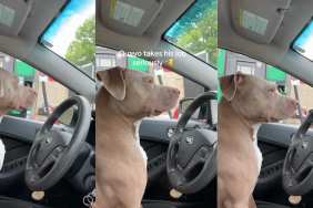 Dog Pretends To Drive Like It’s His Full-Time Job & Won’t Get Distracted