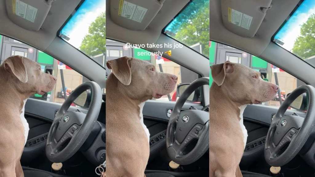 Dog Pretends To Drive Like It’s His Full-Time Job & Won’t Get Distracted