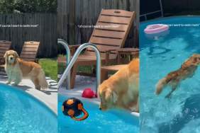 Golden Retriever Slowly Builds up the Courage To Go Swimming in the Pool