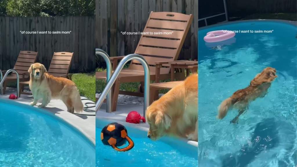Golden Retriever Slowly Builds up the Courage To Go Swimming in the Pool