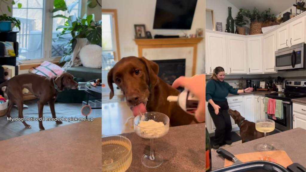 Dog & Mom Enjoy Happy Hour Dance in the Kitchen While Cooking Dinner