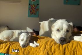 Dog Transforms Into 'Sunshine Bear' When the Light Hits