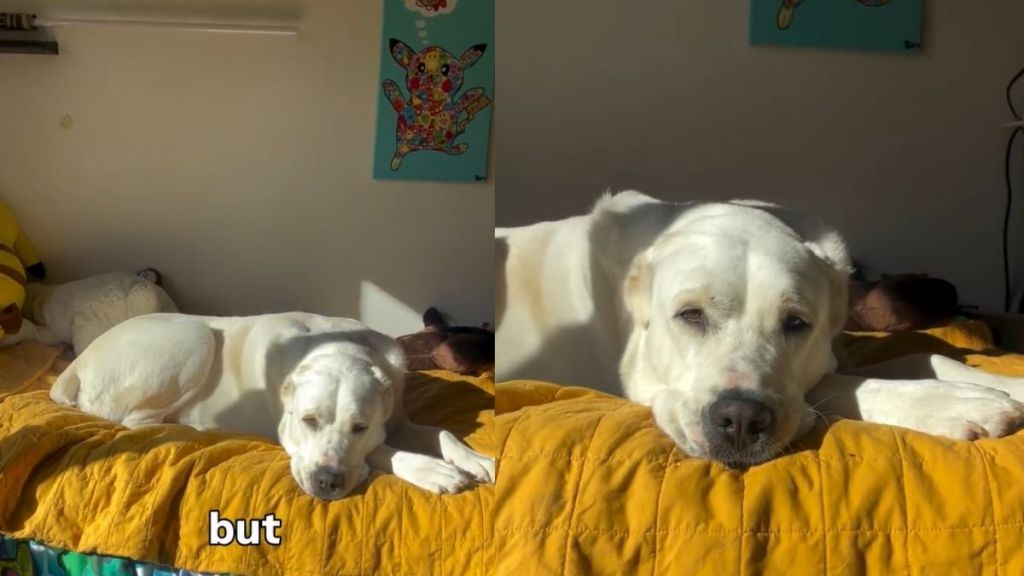 Dog Transforms Into 'Sunshine Bear' When the Light Hits