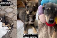 ‘Weak’ Rescue Puppy Found on the Street Is Now ‘Happy & Healthy’