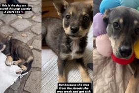 ‘Weak’ Rescue Puppy Found on the Street Is Now ‘Happy & Healthy’