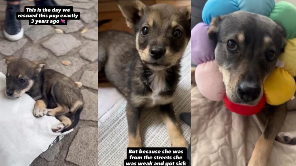 ‘Weak’ Rescue Puppy Found on the Street Is Now ‘Happy & Healthy’