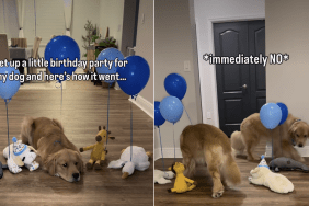 dog birthday video