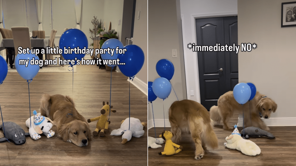 dog birthday video