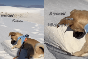 dog sand video