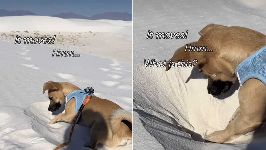 dog sand video
