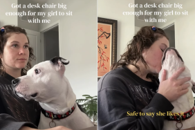 dog mom chair video