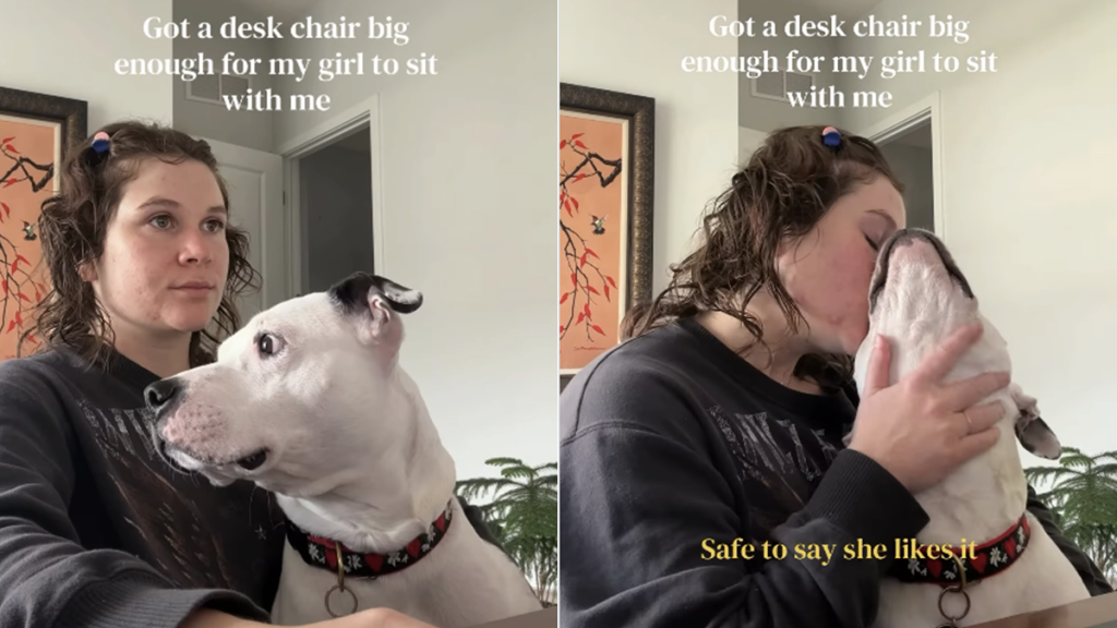 dog mom chair video