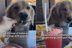 golden retriever mom video