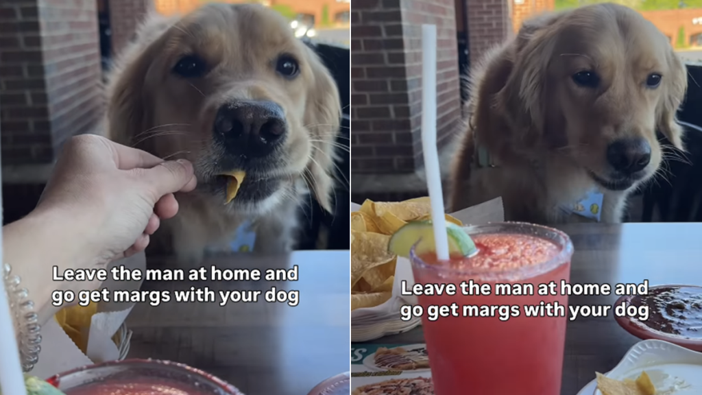 golden retriever mom video