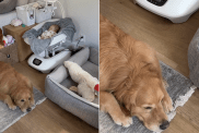 golden retriever baby video