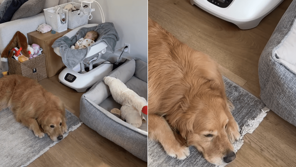 golden retriever baby video